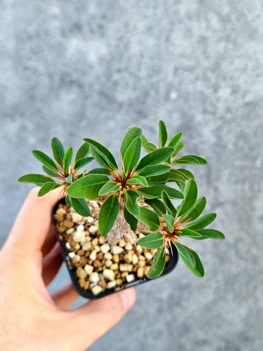 【現品限り】ユーフォルビア・ギラウミニアナ 実生【K21】 Euphorbia guillauminiana
