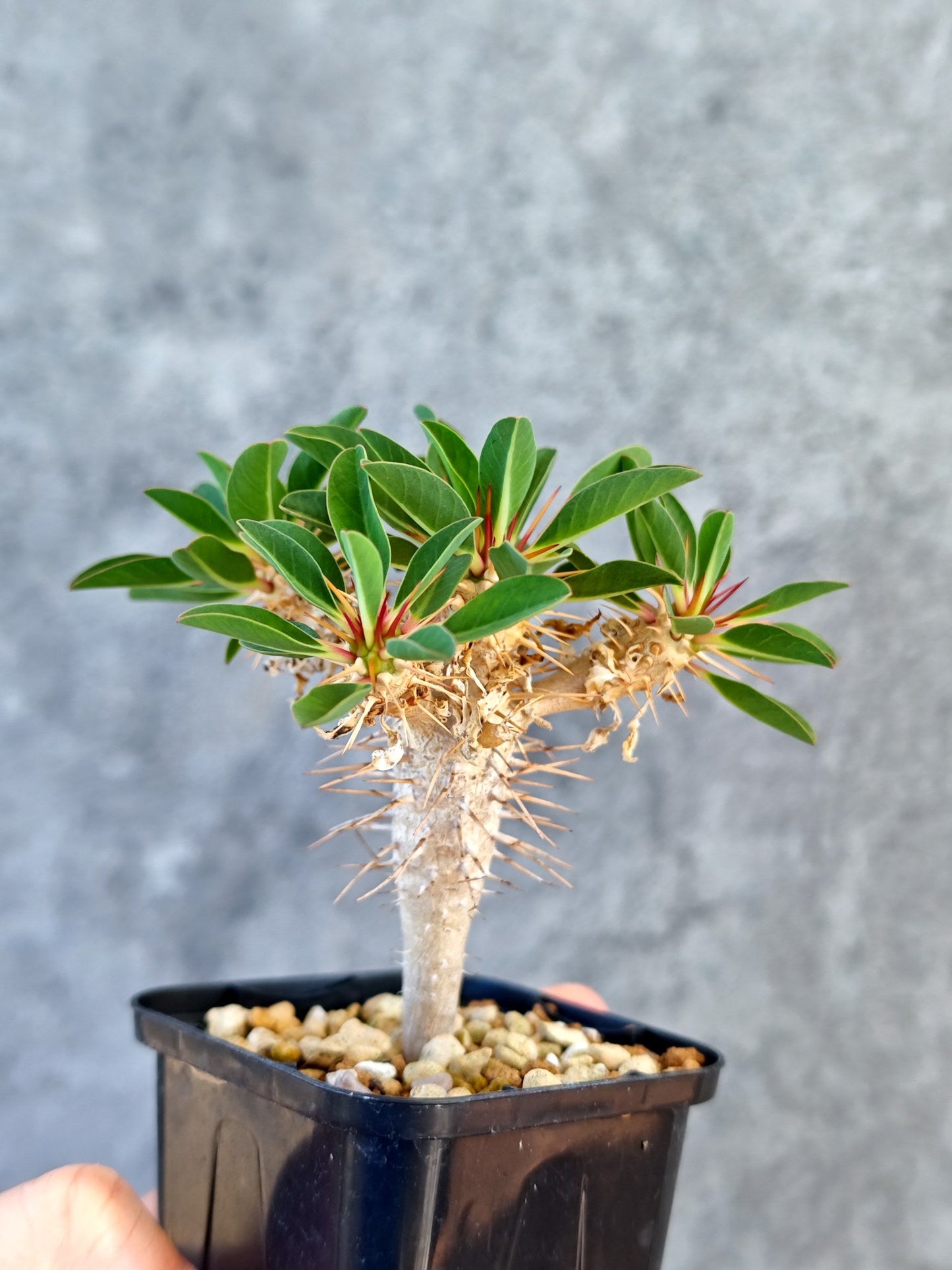 【現品限り】ユーフォルビア・ギラウミニアナ 実生【K21】 Euphorbia guillauminiana
