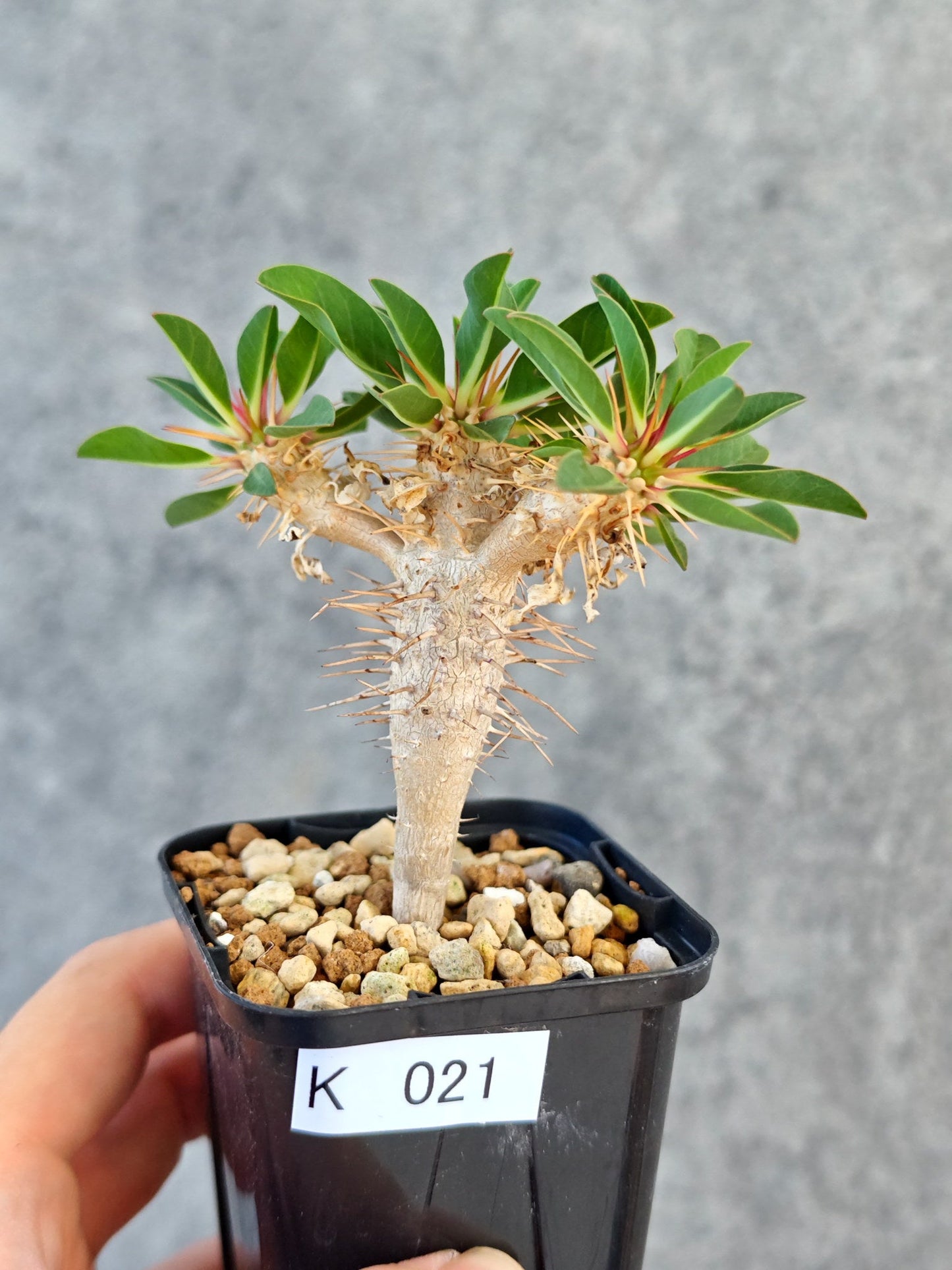 【現品限り】ユーフォルビア・ギラウミニアナ 実生【K21】 Euphorbia guillauminiana