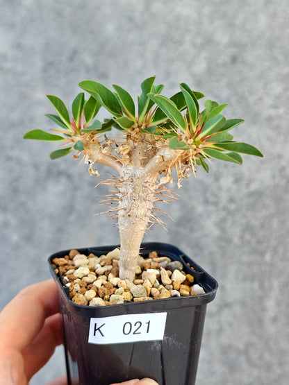 【現品限り】ユーフォルビア・ギラウミニアナ 実生【K21】 Euphorbia guillauminiana