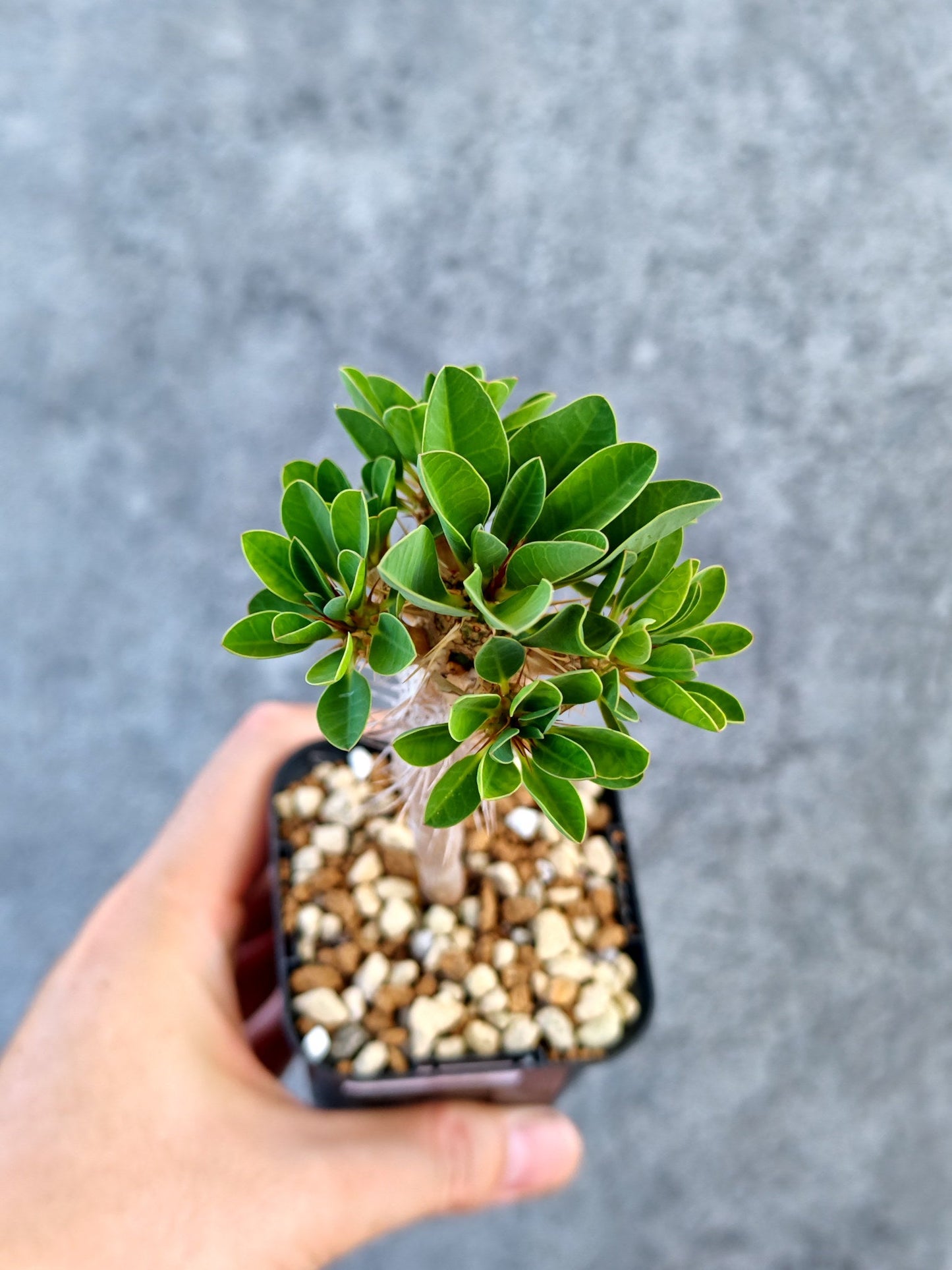 【現品限り】ユーフォルビア・ギラウミニアナ 実生【K22】 Euphorbia guillauminiana