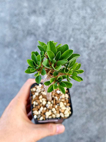 【現品限り】ユーフォルビア・ギラウミニアナ 実生【K22】 Euphorbia guillauminiana