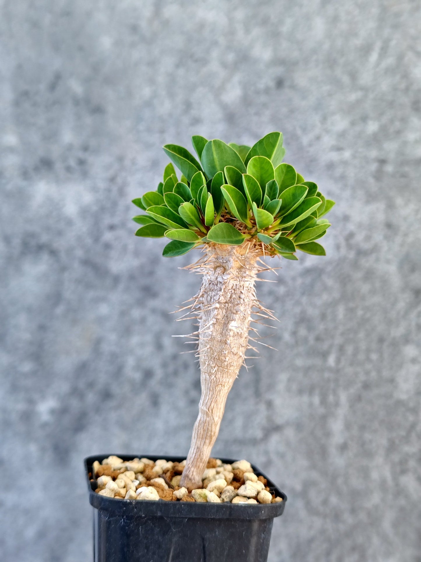 【現品限り】ユーフォルビア・ギラウミニアナ 実生【K22】 Euphorbia guillauminiana