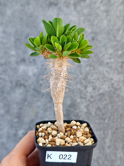 【現品限り】ユーフォルビア・ギラウミニアナ 実生【K22】 Euphorbia guillauminiana