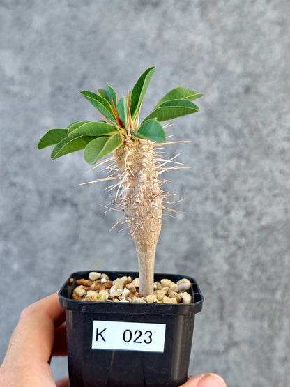 【現品限り】ユーフォルビア・ギラウミニアナ 実生【K23】 Euphorbia guillauminiana