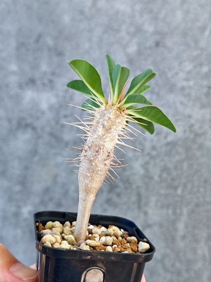 【現品限り】ユーフォルビア・ギラウミニアナ 実生【K23】 Euphorbia guillauminiana
