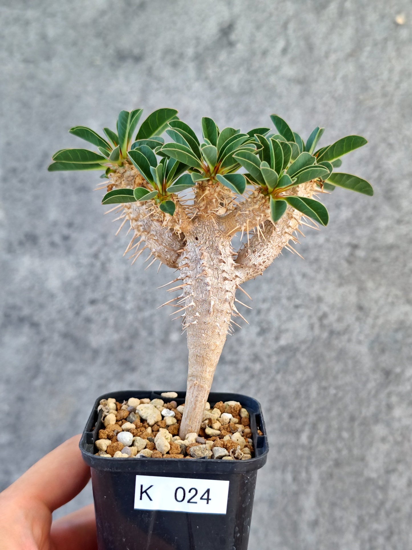 【現品限り】ユーフォルビア・ギラウミニアナ 実生【K24】 Euphorbia guillauminiana