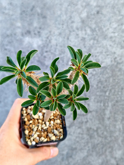 【現品限り】ユーフォルビア・ギラウミニアナ 実生【K24】 Euphorbia guillauminiana
