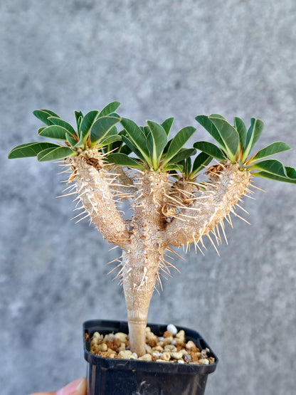 【現品限り】ユーフォルビア・ギラウミニアナ 実生【K24】 Euphorbia guillauminiana