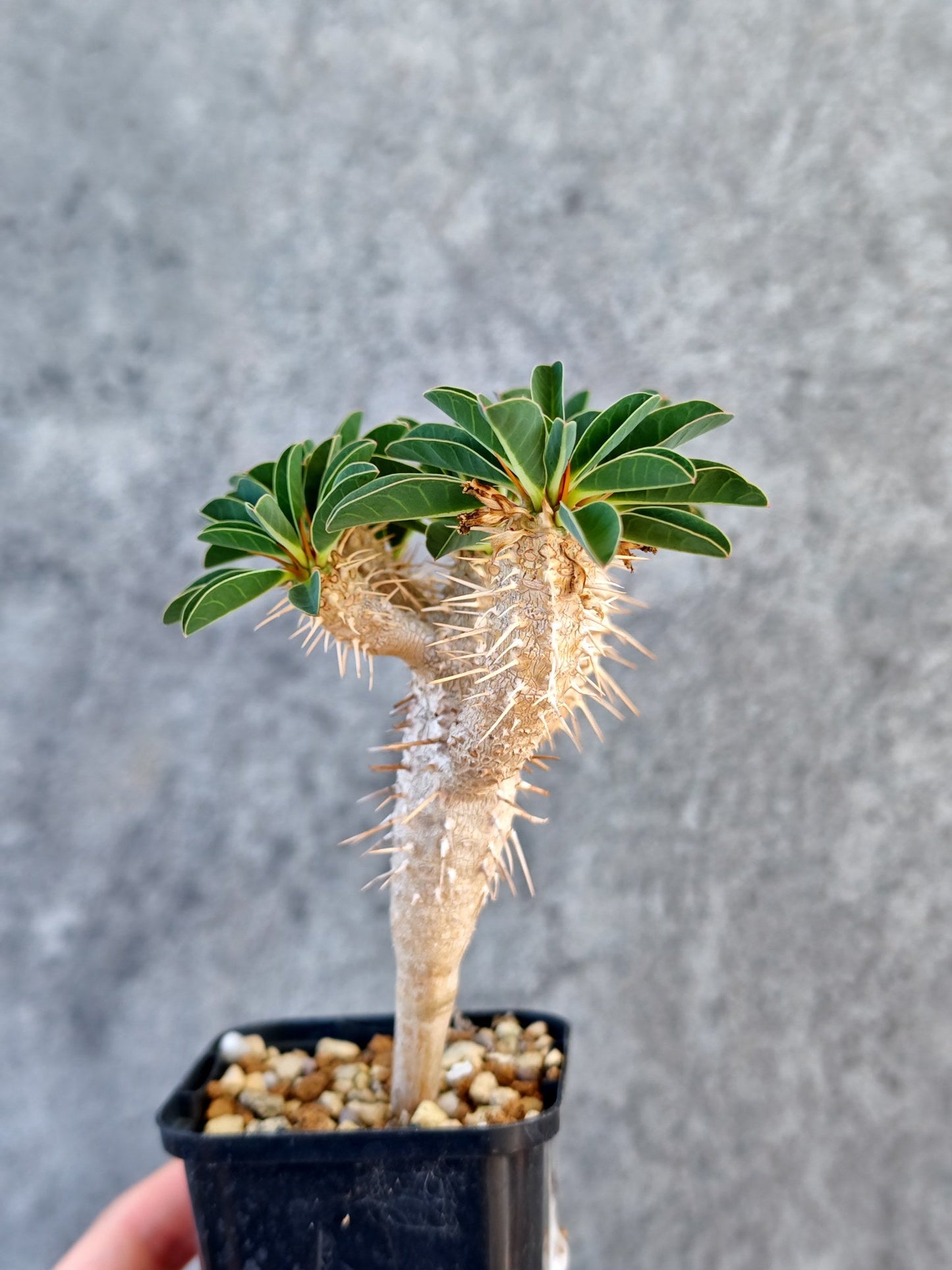 【現品限り】ユーフォルビア・ギラウミニアナ 実生【K24】 Euphorbia guillauminiana