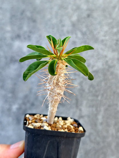【現品限り】ユーフォルビア・ギラウミニアナ 実生【K25】 Euphorbia guillauminiana