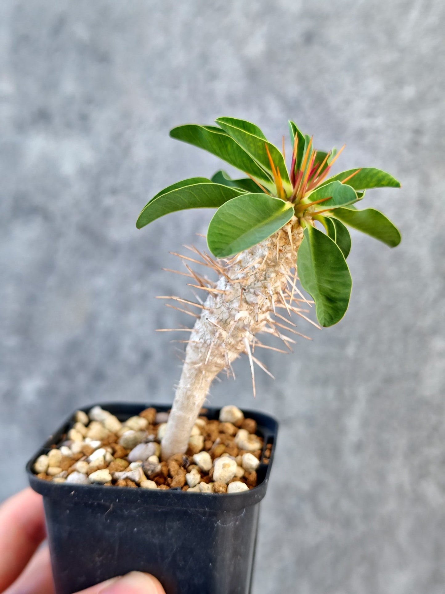 【現品限り】ユーフォルビア・ギラウミニアナ 実生【K25】 Euphorbia guillauminiana