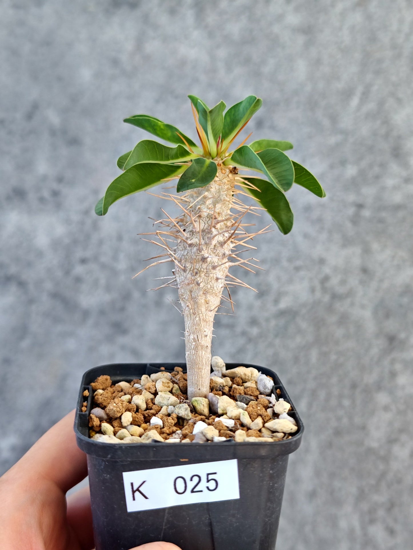 【現品限り】ユーフォルビア・ギラウミニアナ 実生【K25】 Euphorbia guillauminiana