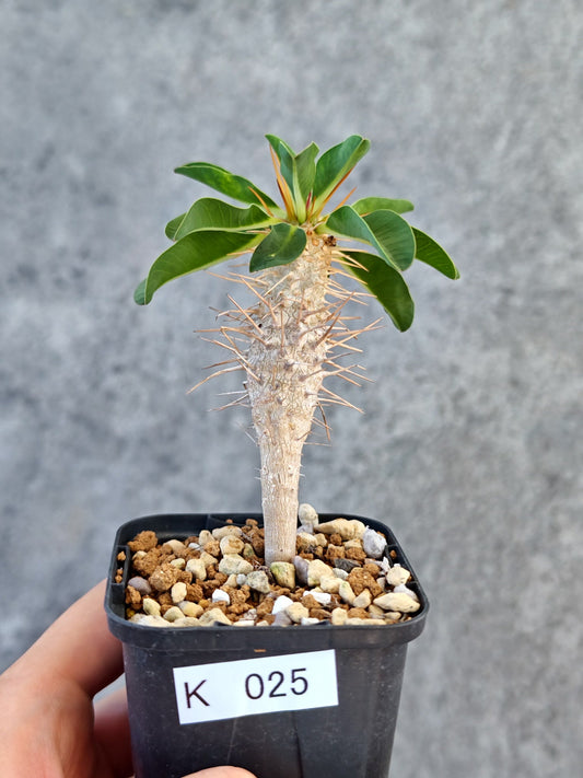 【現品限り】ユーフォルビア・ギラウミニアナ 実生【K25】 Euphorbia guillauminiana