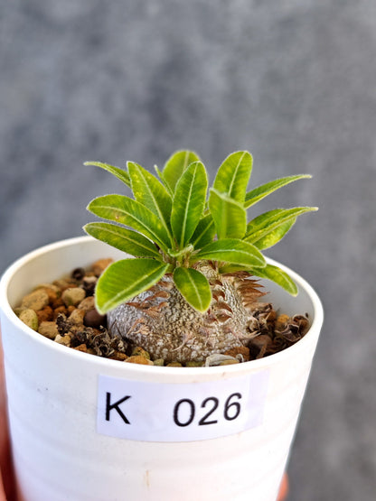 【現品限り】パキポディウム・ブレビカウレ 実生【K26】 Pachypodium brevicaule