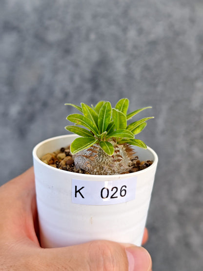 【現品限り】パキポディウム・ブレビカウレ 実生【K26】 Pachypodium brevicaule