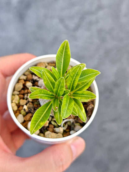 【現品限り】パキポディウム・ブレビカウレ 実生【K26】 Pachypodium brevicaule