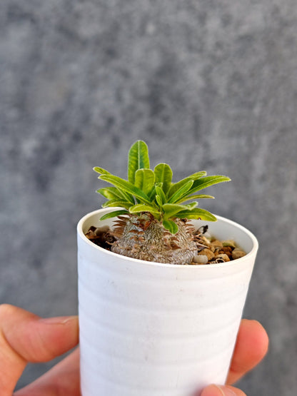 【現品限り】パキポディウム・ブレビカウレ 実生【K26】 Pachypodium brevicaule