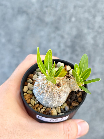 【現品限り】パキポディウム・ブレビカウレ 実生【K27】 Pachypodium brevicaule