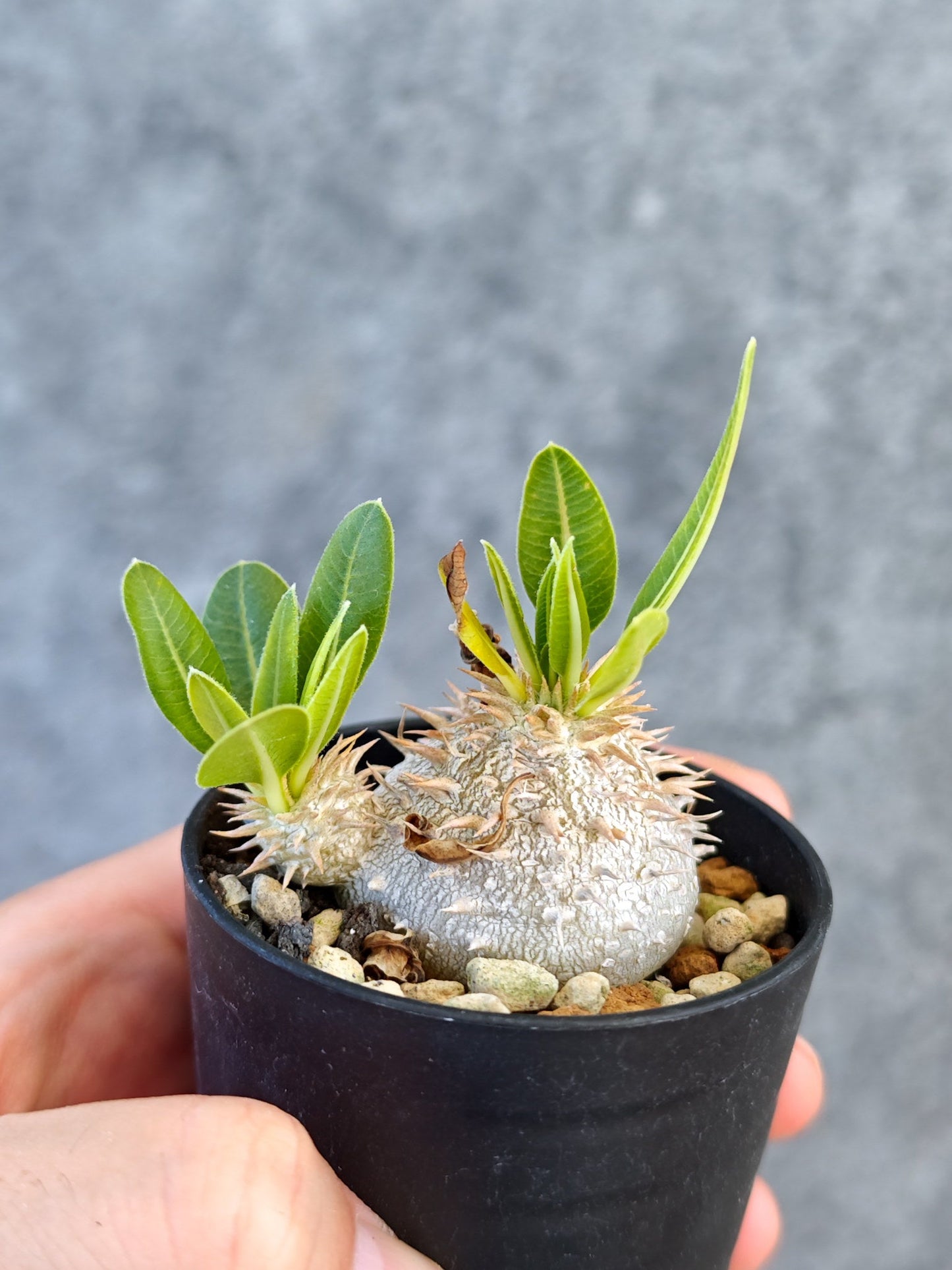 【現品限り】パキポディウム・ブレビカウレ 実生【K27】 Pachypodium brevicaule
