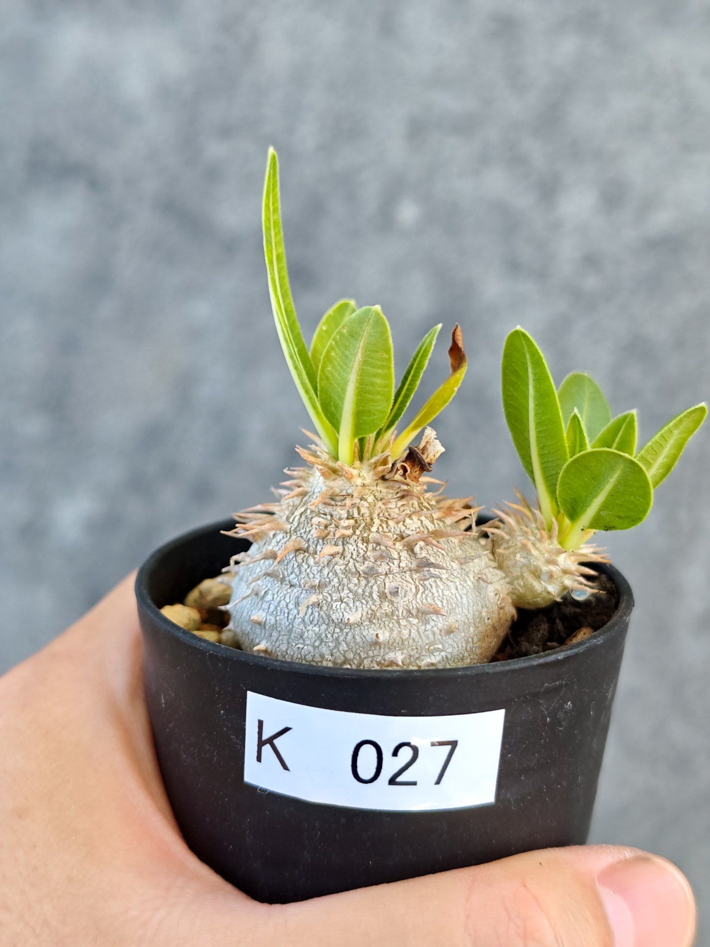 【現品限り】パキポディウム・ブレビカウレ 実生【K27】 Pachypodium brevicaule