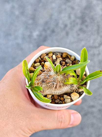 【現品限り】パキポディウム・ブレビカウレ 実生【K28】 Pachypodium brevicaule