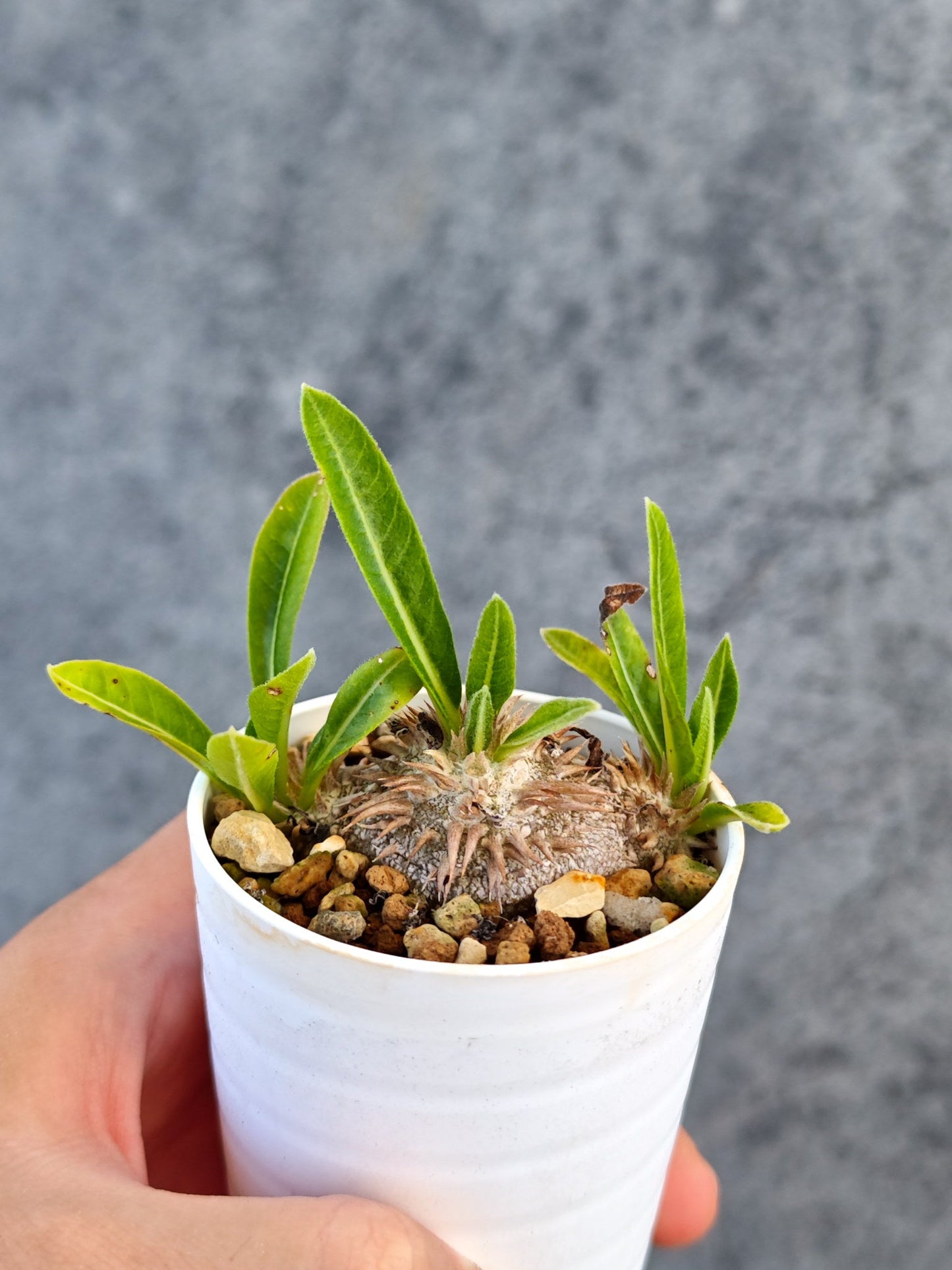 【現品限り】パキポディウム・ブレビカウレ 実生【K28】 Pachypodium brevicaule
