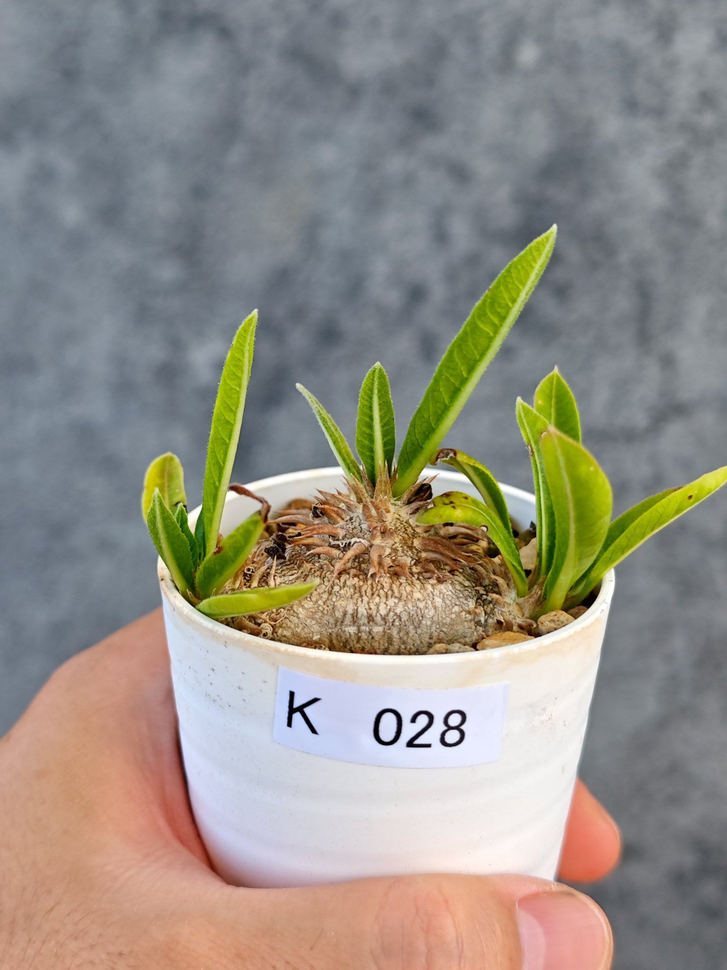 【現品限り】パキポディウム・ブレビカウレ 実生【K28】 Pachypodium brevicaule