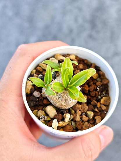 【現品限り】パキポディウム・ブレビカウレ 実生【K29】 Pachypodium brevicaule