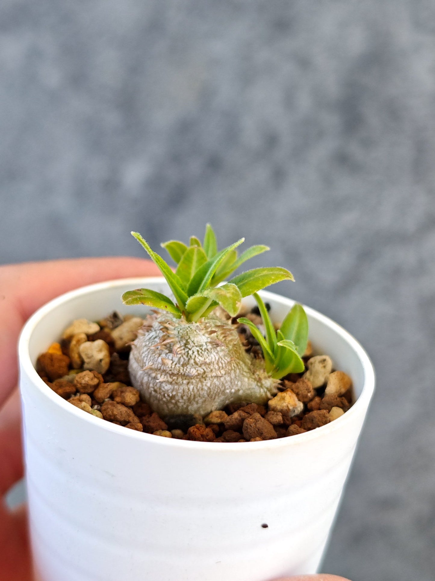 【現品限り】パキポディウム・ブレビカウレ 実生【K29】 Pachypodium brevicaule