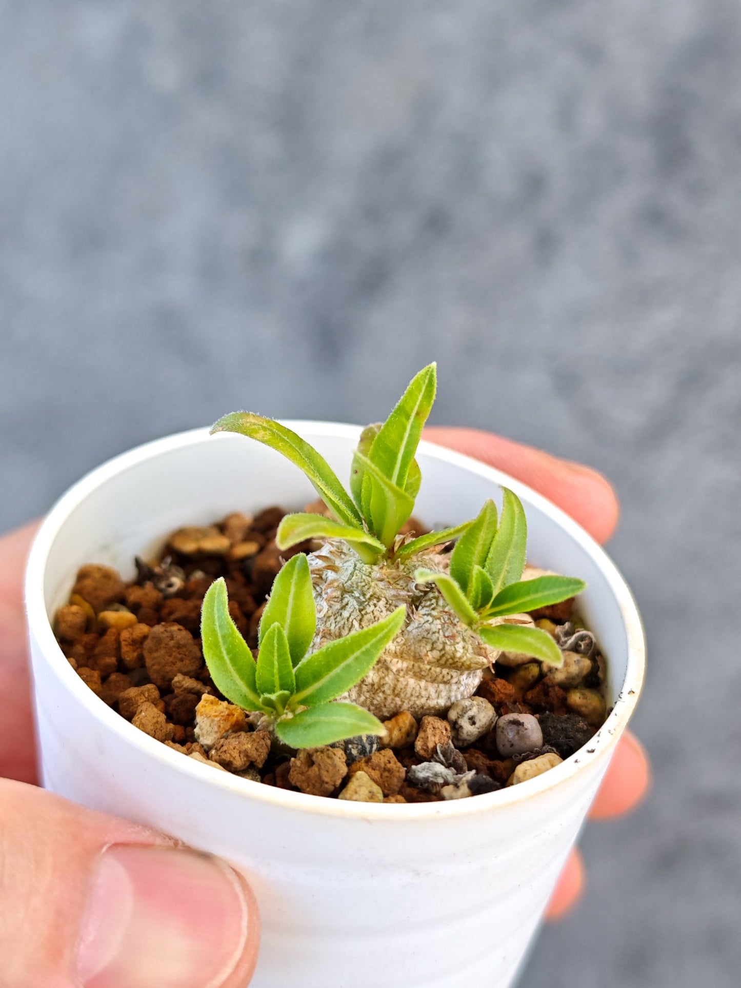 【現品限り】パキポディウム・ブレビカウレ 実生【K29】 Pachypodium brevicaule