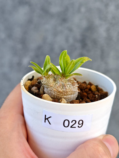 【現品限り】パキポディウム・ブレビカウレ 実生【K29】 Pachypodium brevicaule