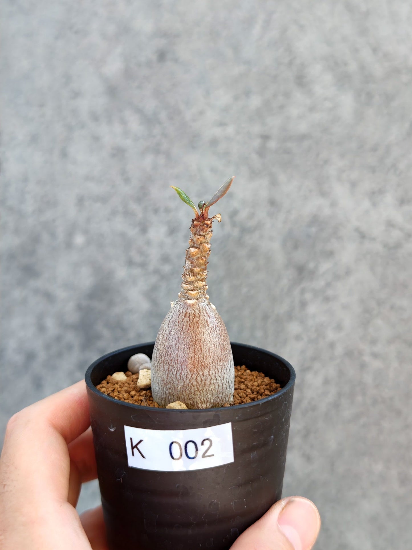 【現品限り】アデニウム・ソコトラナム 実生【K2】 Adenium socotranum
