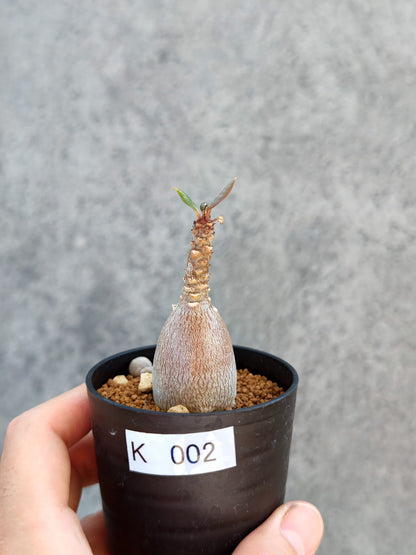 【現品限り】アデニウム・ソコトラナム 実生【K2】 Adenium socotranum