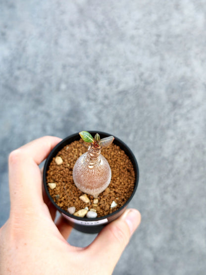 【現品限り】アデニウム・ソコトラナム 実生【K2】 Adenium socotranum