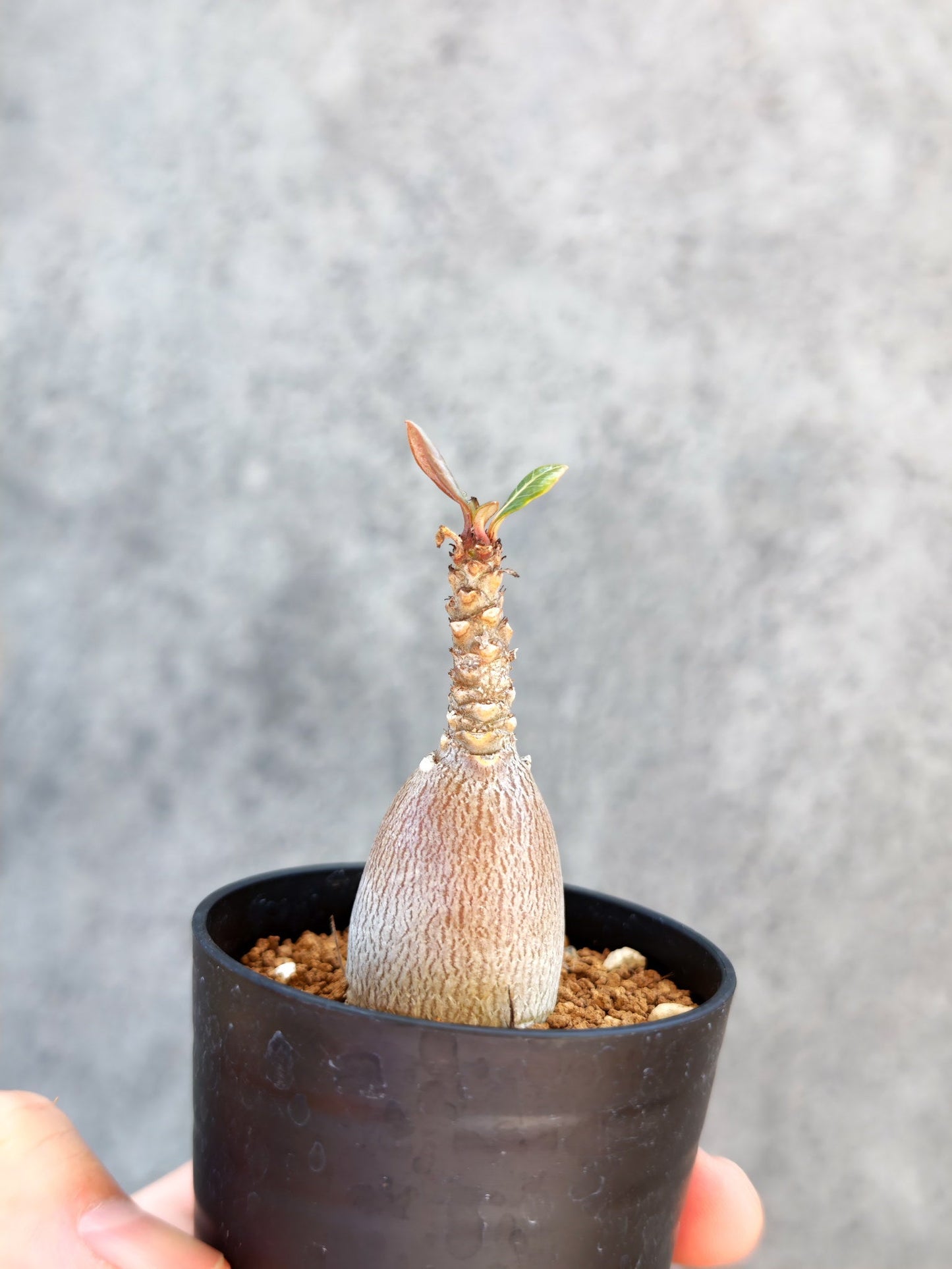 【現品限り】アデニウム・ソコトラナム 実生【K2】 Adenium socotranum