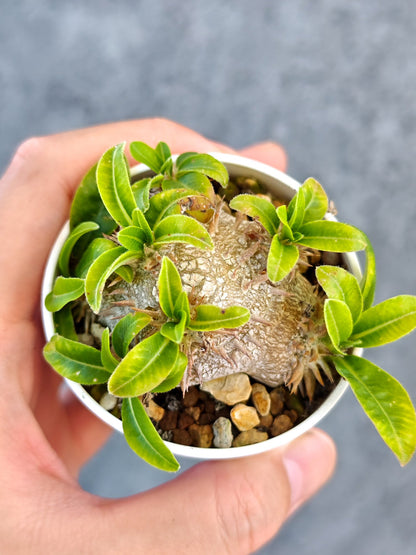 【現品限り】パキポディウム・ブレビカウレ 実生【K30】 Pachypodium brevicaule