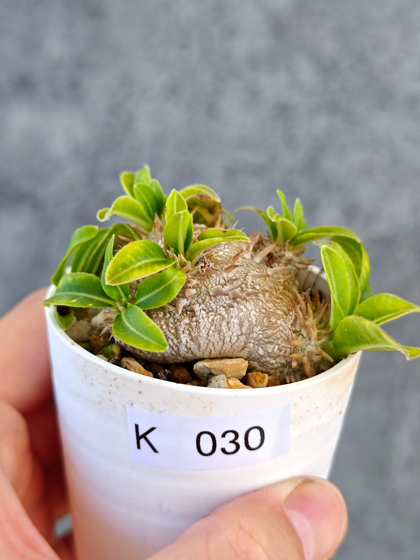 【現品限り】パキポディウム・ブレビカウレ 実生【K30】 Pachypodium brevicaule