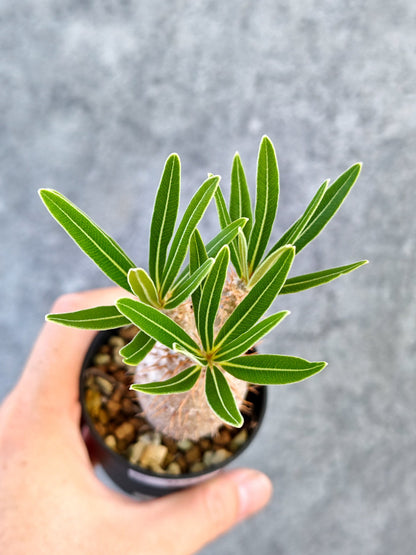 【現品限り】パキポディウム・グラキリス 実生【K31】 Pachypodium gracilius