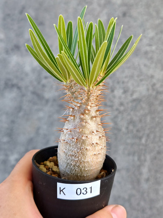 【現品限り】パキポディウム・グラキリス 実生【K31】 Pachypodium gracilius
