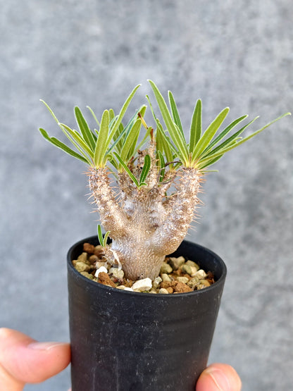 【現品限り】パキポディウム・グラキリス 実生【K32】 Pachypodium gracilius