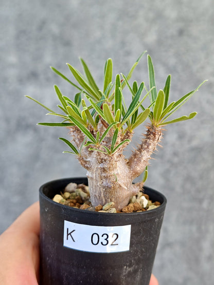 【現品限り】パキポディウム・グラキリス 実生【K32】 Pachypodium gracilius