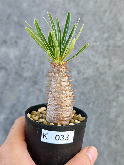 【現品限り】パキポディウム・グラキリス 実生【K33】 Pachypodium gracilius