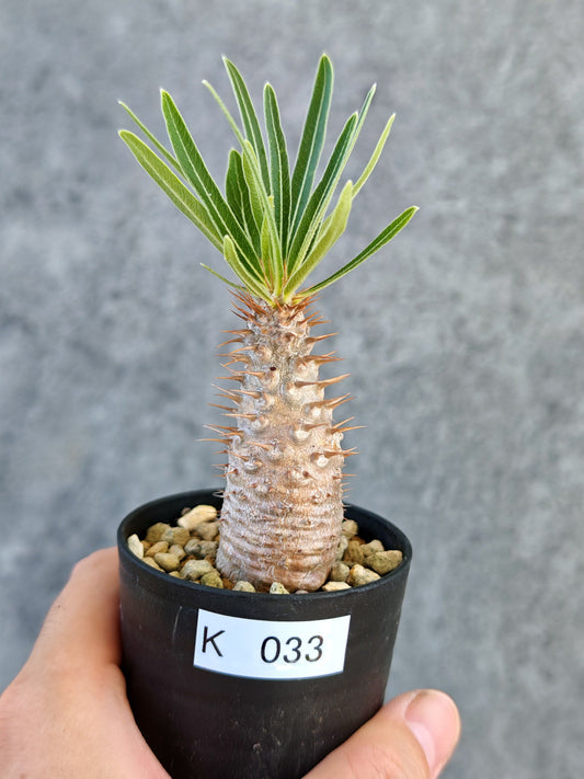 【現品限り】パキポディウム・グラキリス 実生【K33】 Pachypodium gracilius