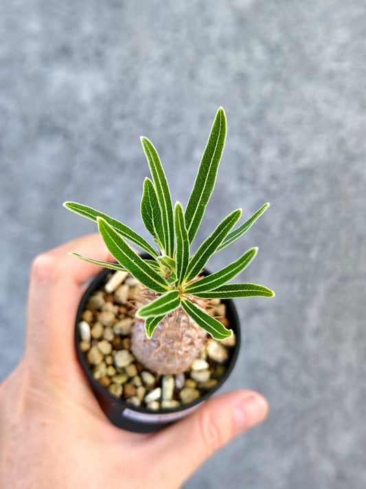 【現品限り】パキポディウム・グラキリス 実生【K33】 Pachypodium gracilius