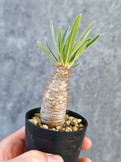 【現品限り】パキポディウム・グラキリス 実生【K33】 Pachypodium gracilius