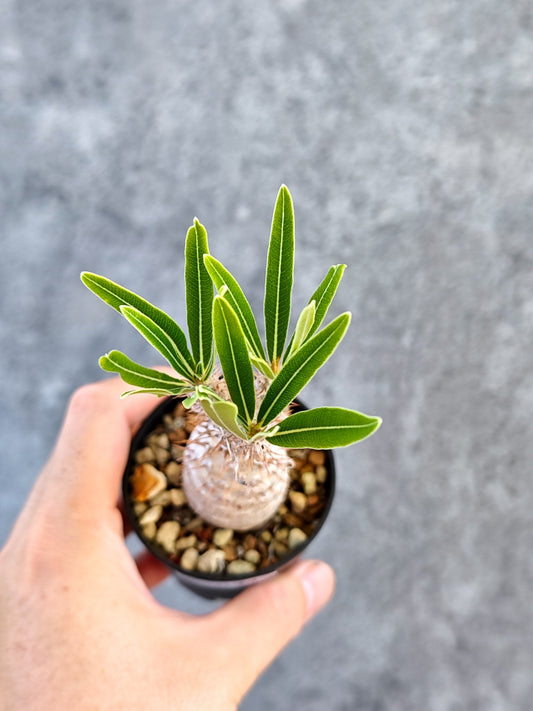 【現品限り】パキポディウム・グラキリス 実生【K34】 Pachypodium gracilius