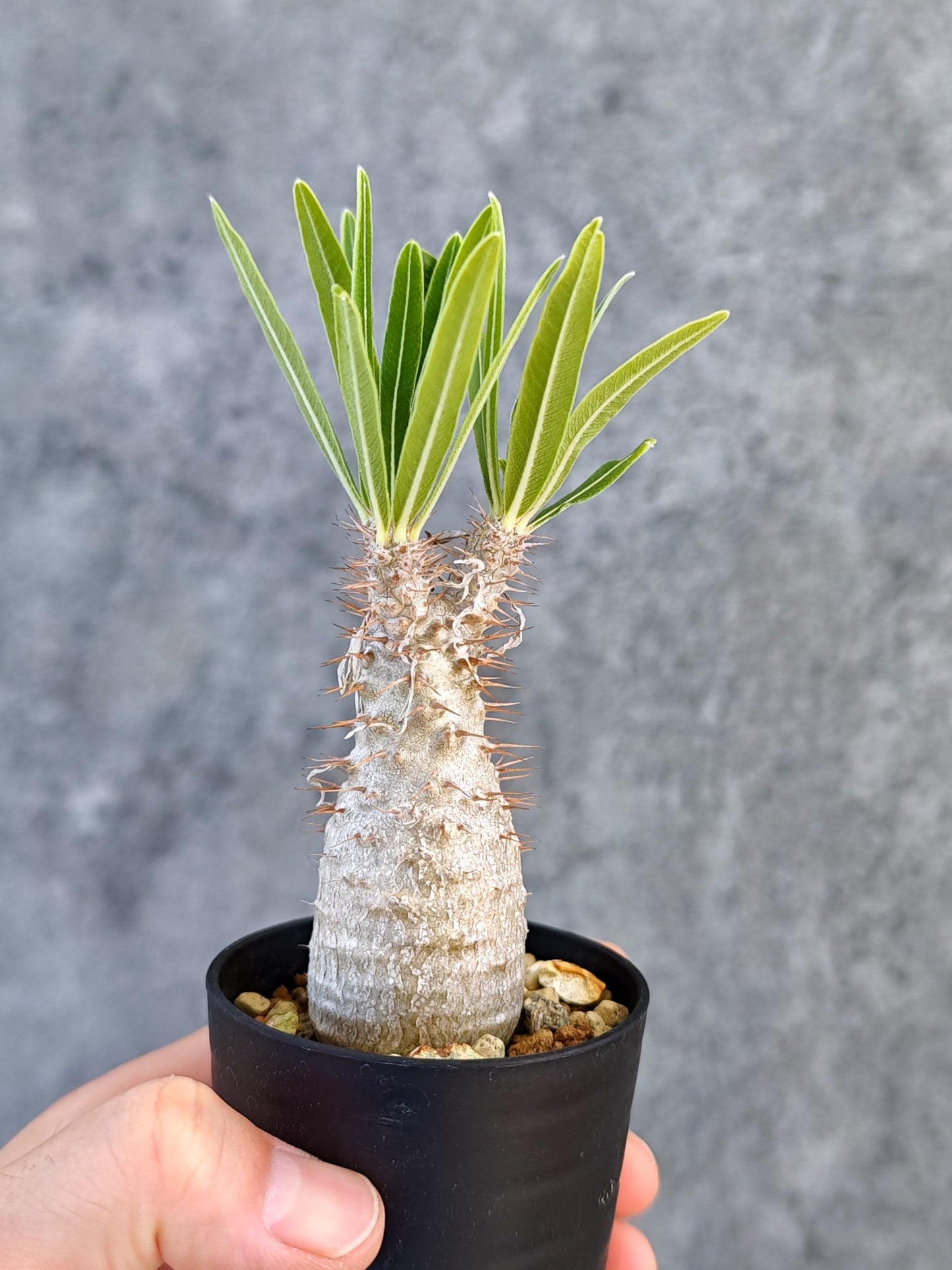 【現品限り】パキポディウム・グラキリス 実生【K34】 Pachypodium gracilius