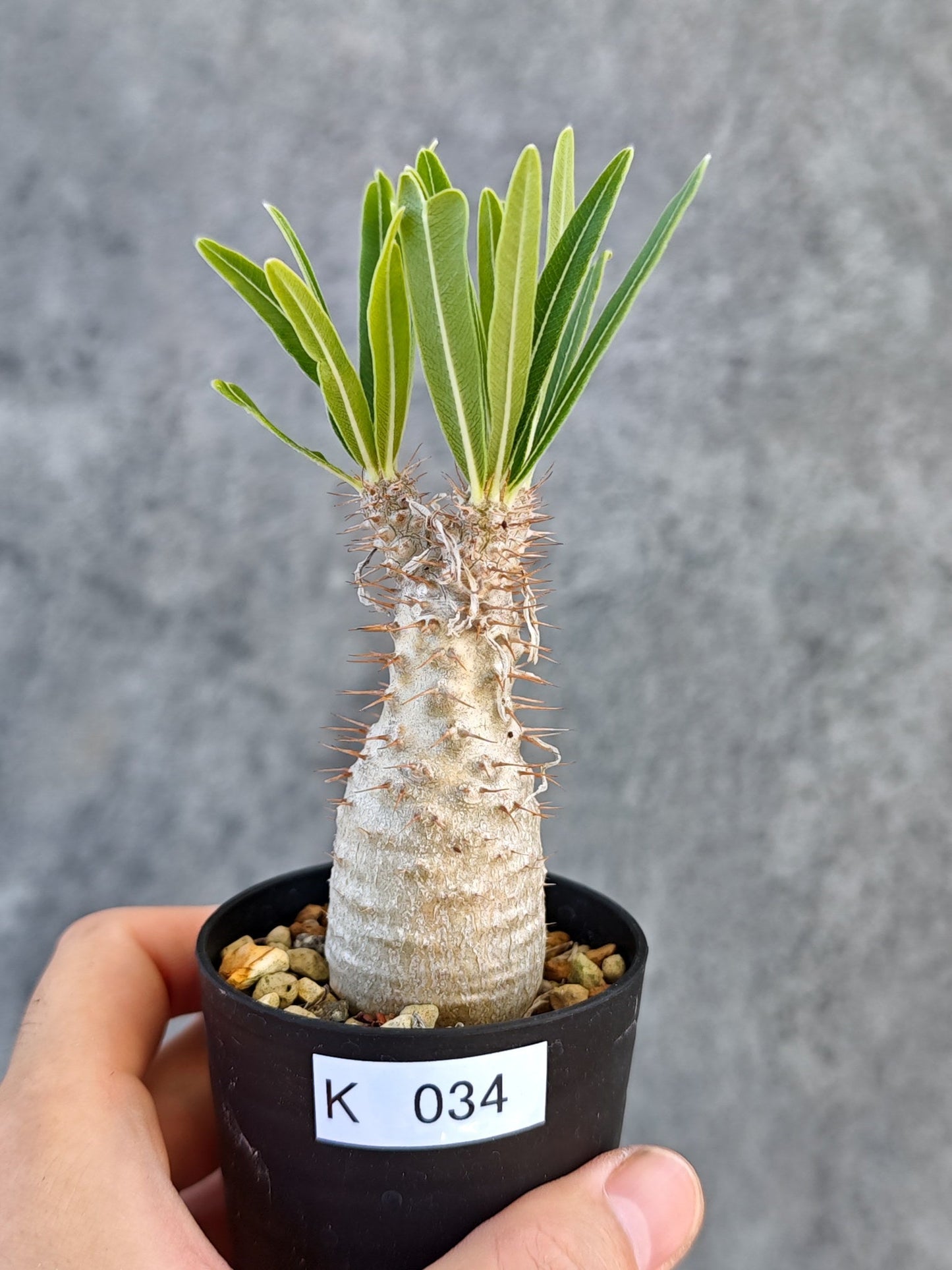 【現品限り】パキポディウム・グラキリス 実生【K34】 Pachypodium gracilius