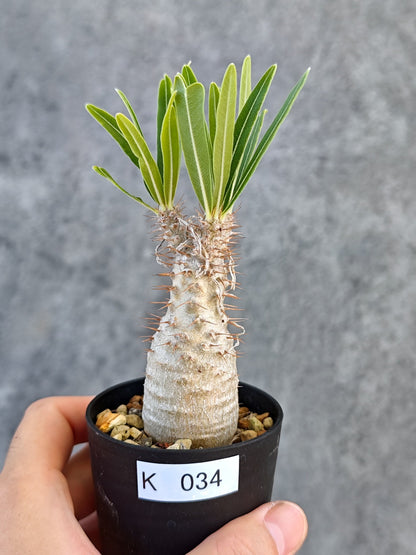 【現品限り】パキポディウム・グラキリス 実生【K34】 Pachypodium gracilius